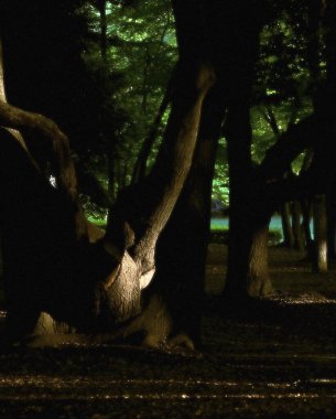 Ormanın güzel manzarası