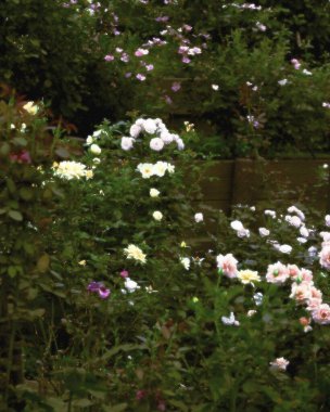 Bahçedeki güzel çiçekler