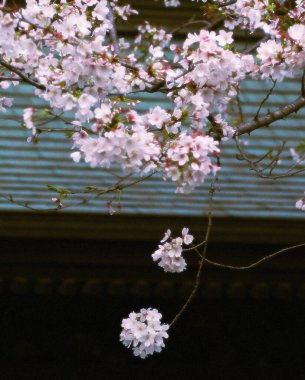 Güzel botanik fotoğrafı, doğal duvar kağıdı.