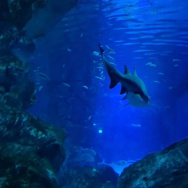 Denizde su altında yaşam