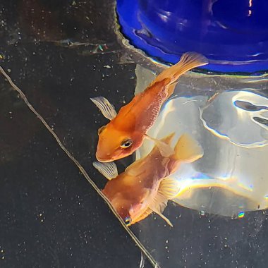 Akvaryumdaki küçük kırmızı bir balık.