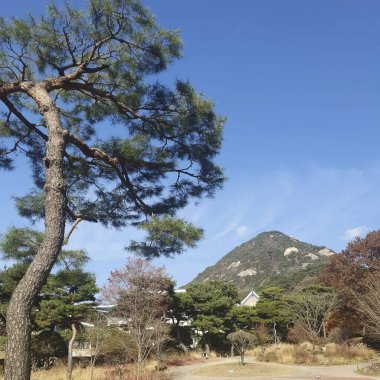 Ağaçlar ve yapraklarla dolu güzel sonbahar manzarası