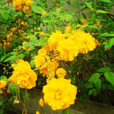 Bahçedeki güzel çiçekler