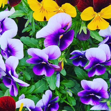 Doğada nonoş, baharda renkli çiçekler ve bahçe.