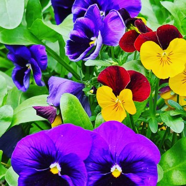 Bahçedeki nonoş çiçekleri