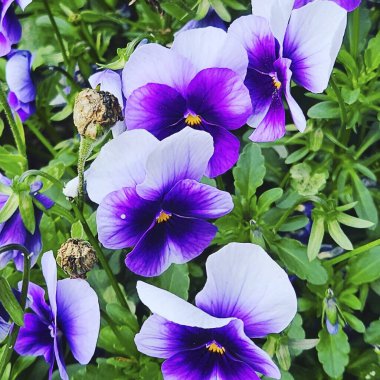 Bahçede mor ve mavi hanım evlatları