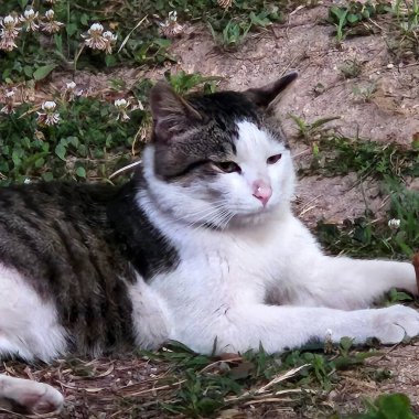 Beyaz gözlü bir kedinin portresi