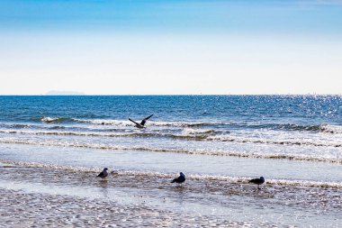 Martıları ve martıları olan deniz kıyıları
