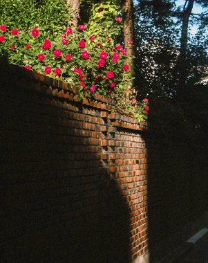 Güzel botanik fotoğrafı, doğal duvar kağıdı.