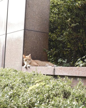 Kedi yerde oturuyor.