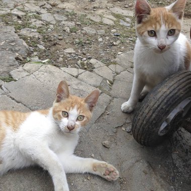 Kediler ve kediler bahçede