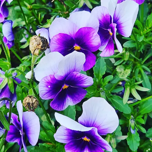 Bahçede mor ve mavi hanım evlatları