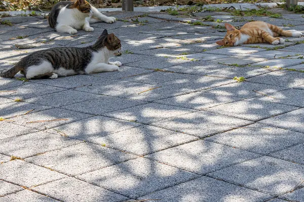 Kediler bahçede dinleniyor..
