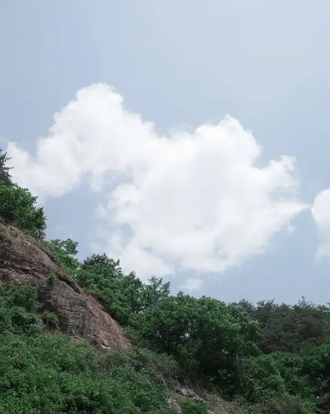 Güzel bir manzara Ağacı ve mavi gökyüzü