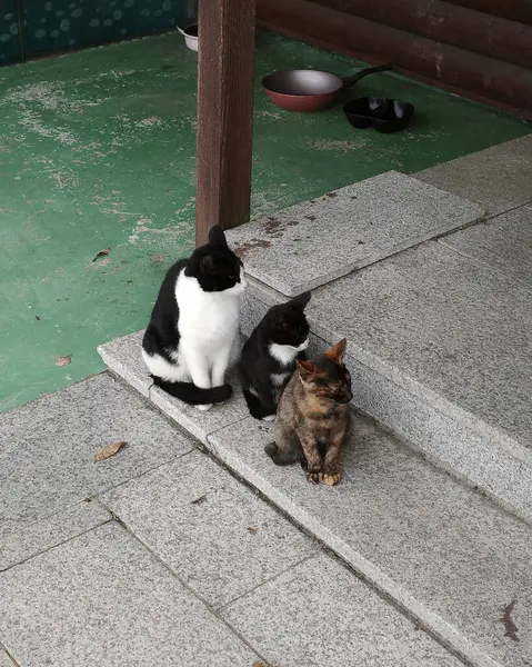 Kediler yerde oturuyor ve kameraya bakıyor.