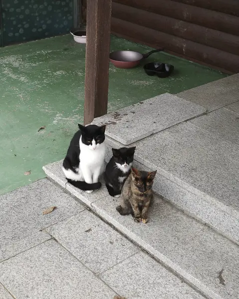 Kedi sokakta oturuyor.