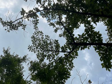 Ormanın güzel manzarası