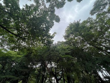 Ormanda yeşil ağaçlar