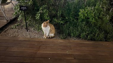 Kedi sokakta oturuyor.