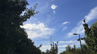 Ormanın güzel manzarası