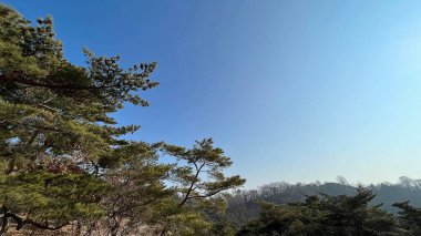 Ormandaki ağaç dalları