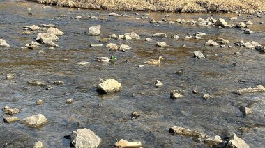 Nehir taşlarla dolu.