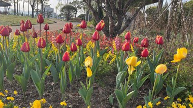 Bahçedeki renkli laleler