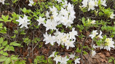 Ormanda güzel bahar çiçekleri