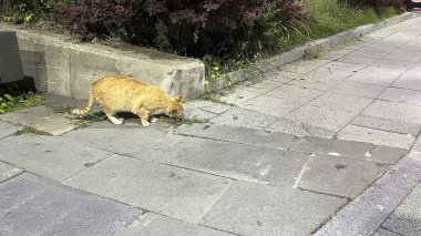Sokak kedisi sokakta oturuyor.