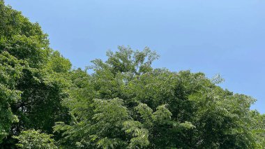 Ormanda yeşil yapraklar