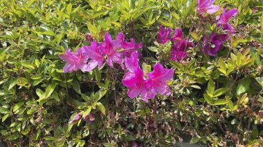 Yakın plan - çiçek açan güzel çiçeklerin görüntüsü