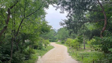 Ağaçları ve yeşil otları olan güzel bir manzara.