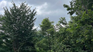 Ormanın güzel manzarası