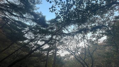 Ormanın güzel manzarası