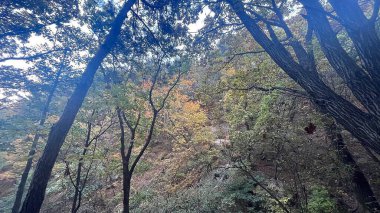 Ağaçlar ve yapraklarla dolu güzel bir sonbahar ormanı