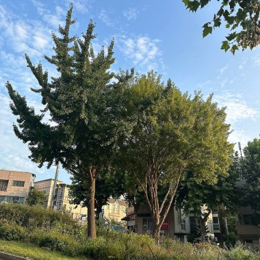 Parkın güzel manzarası