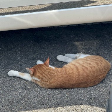 Kedi sokakta yatıyor.