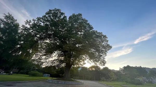 Parkın güzel manzarası