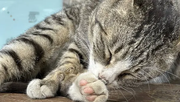 Kedi yerde yatıyor.