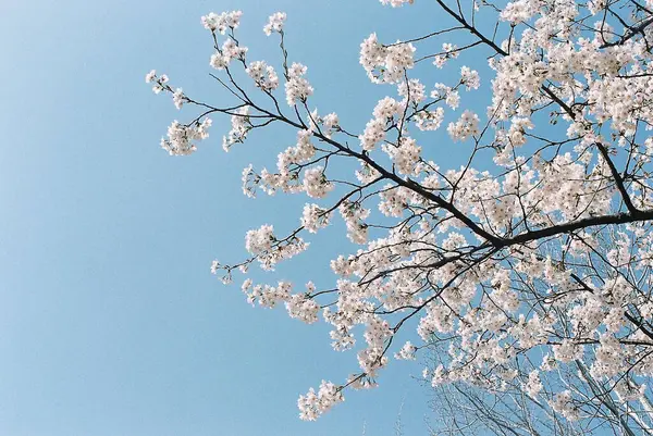 güzel kiraz ağacı çiçek