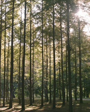 Ağaçları ve yeşil yaprakları olan güzel bir sonbahar ormanı