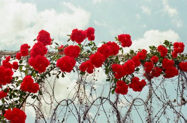 Güzel kırmızı ve beyaz çiçekler