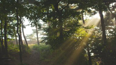 Ormanın güzel manzarası