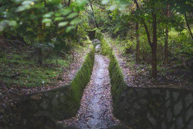 Ormanın güzel manzarası
