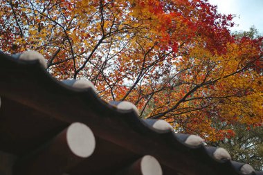 Ağaçlı güzel sonbahar manzarası