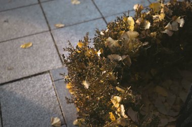 Sonbahar yaprakları, sonbahar bitkileri