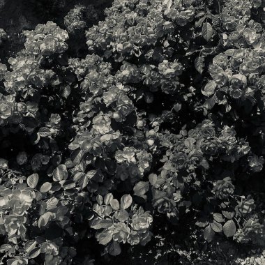 Siyah ve beyaz yaprakların soyut arkaplanı