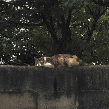 Kedi yerde oturuyor.