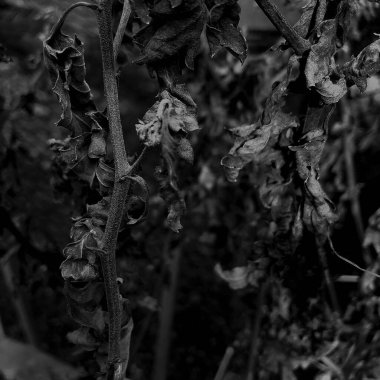 Ormandaki bir ağacın siyah beyaz fotoğrafı.