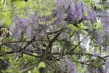 Bir bahçede salkım salkımı